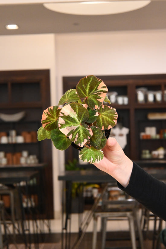 Begonia Soli Mutata Variegated
