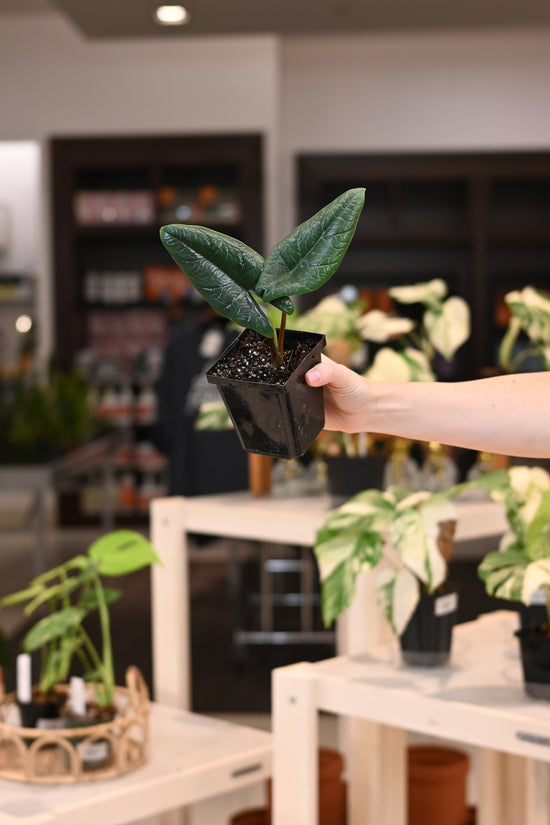 Alocasia Scalprum