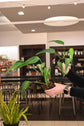 Monstera Burle Marx Flame