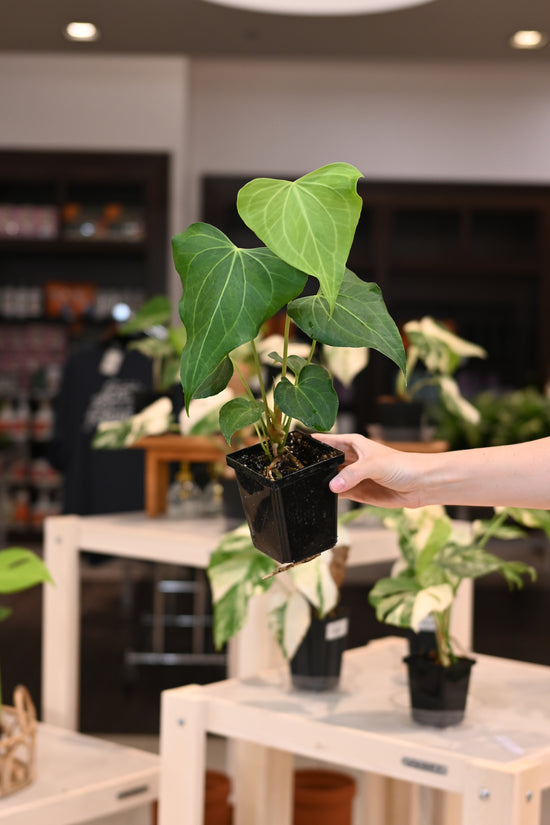 Anthurium &