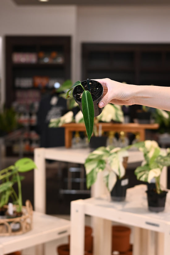 Anthurium Warocqueanum &