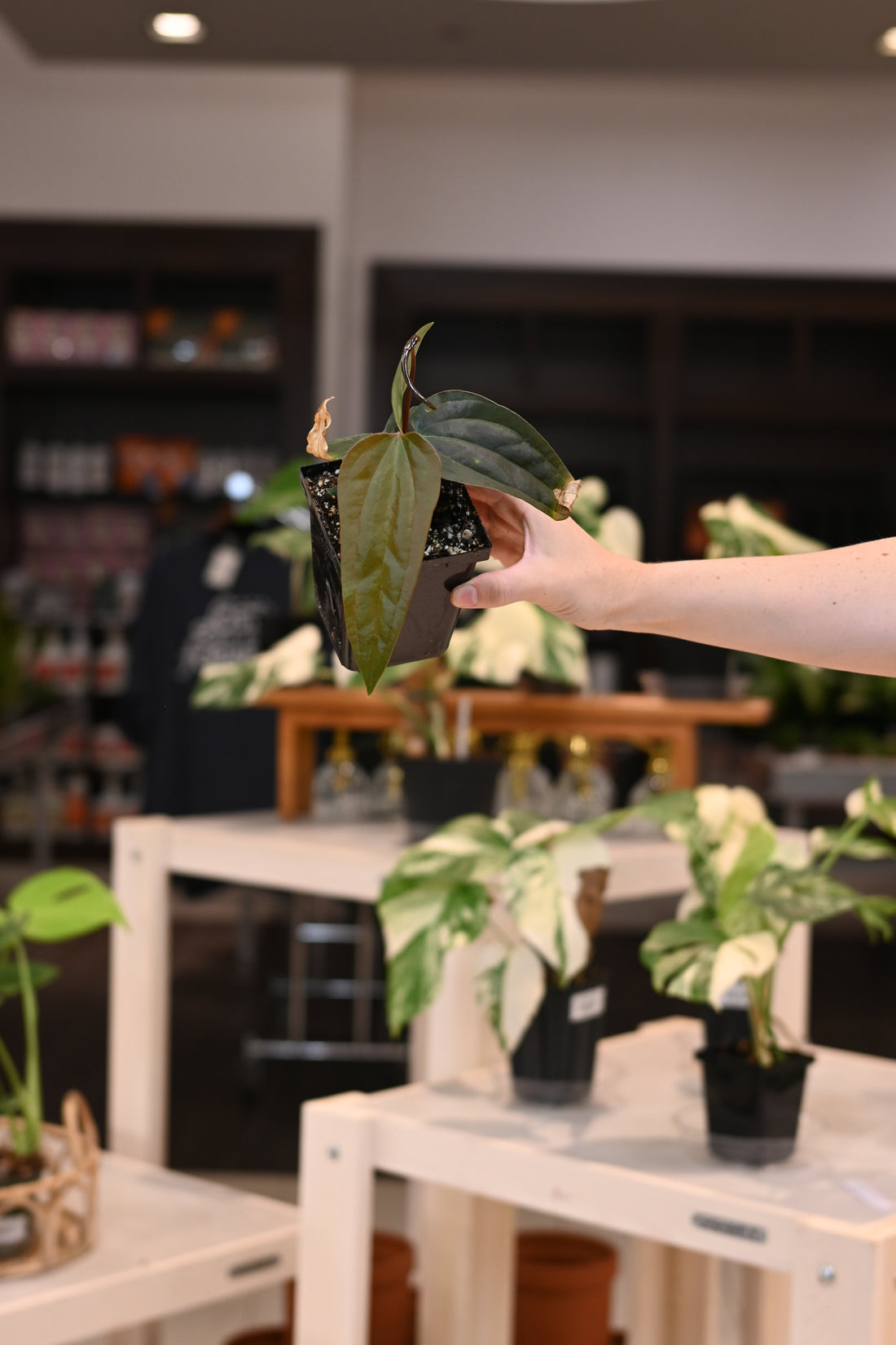 Anthurium Papillilaminum &