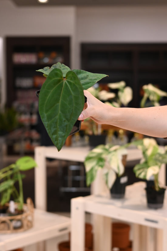 Anthurium BVEP &