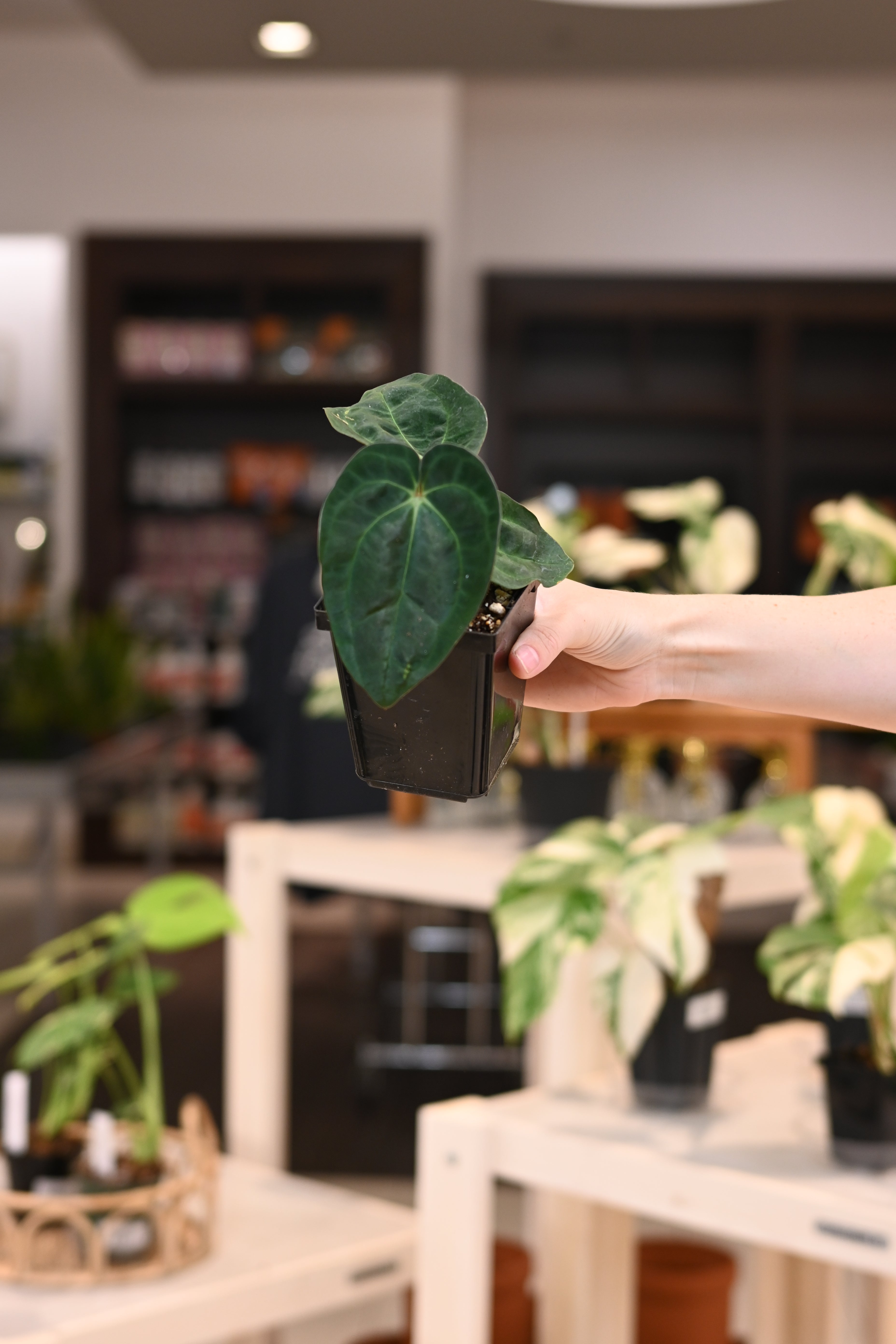 Anthurium (AOS dark x BVEP) x Carlablackiae Wu1