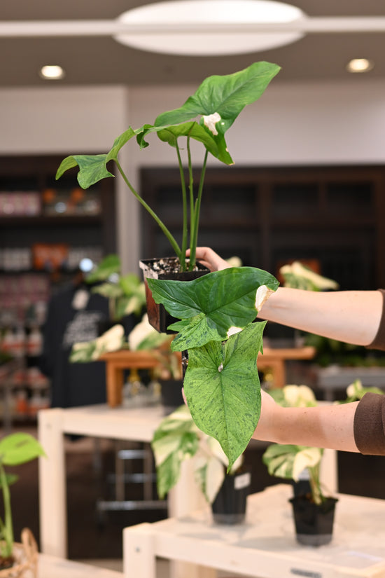 Syngonium Mojito
