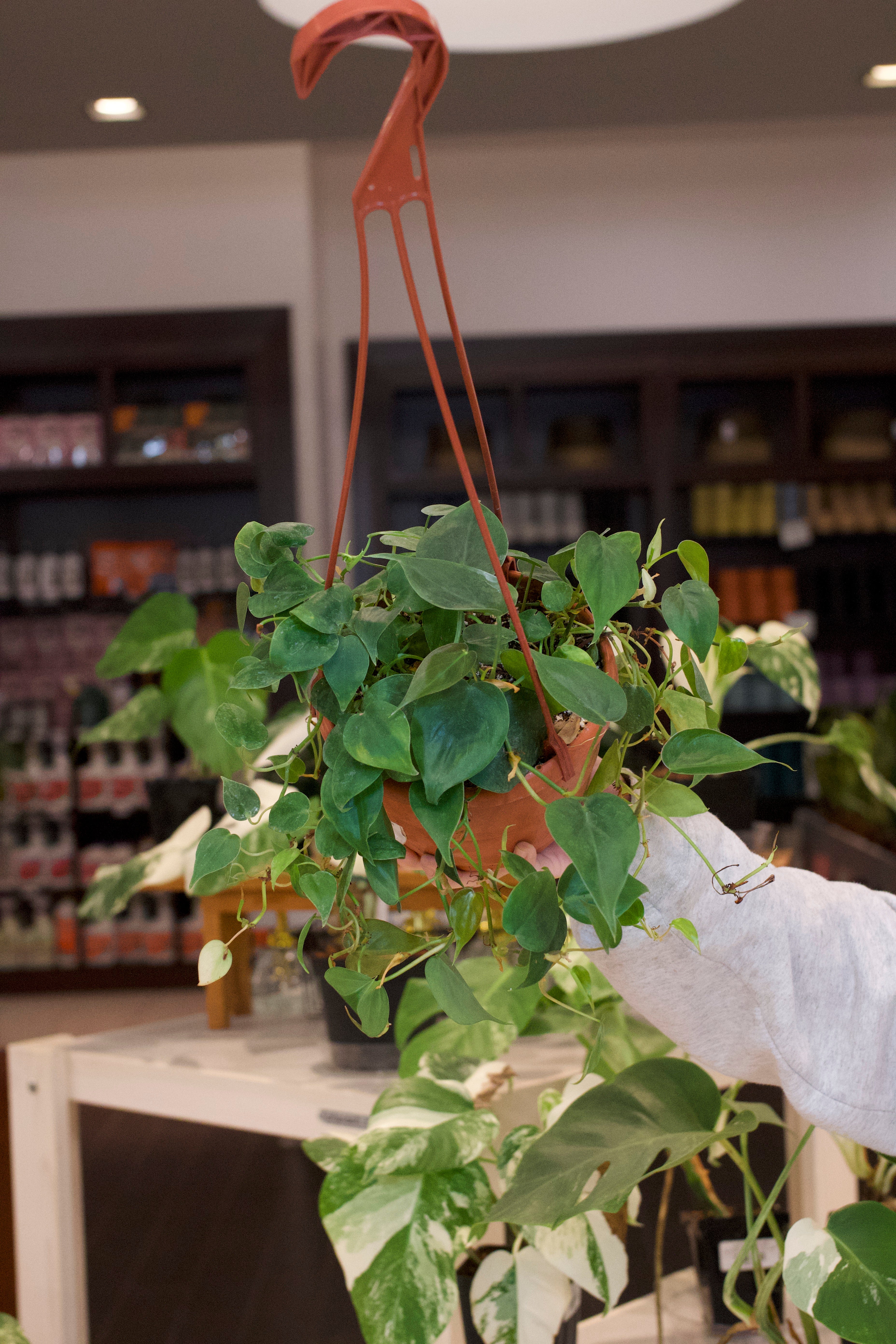 Philodendron Heartleaf