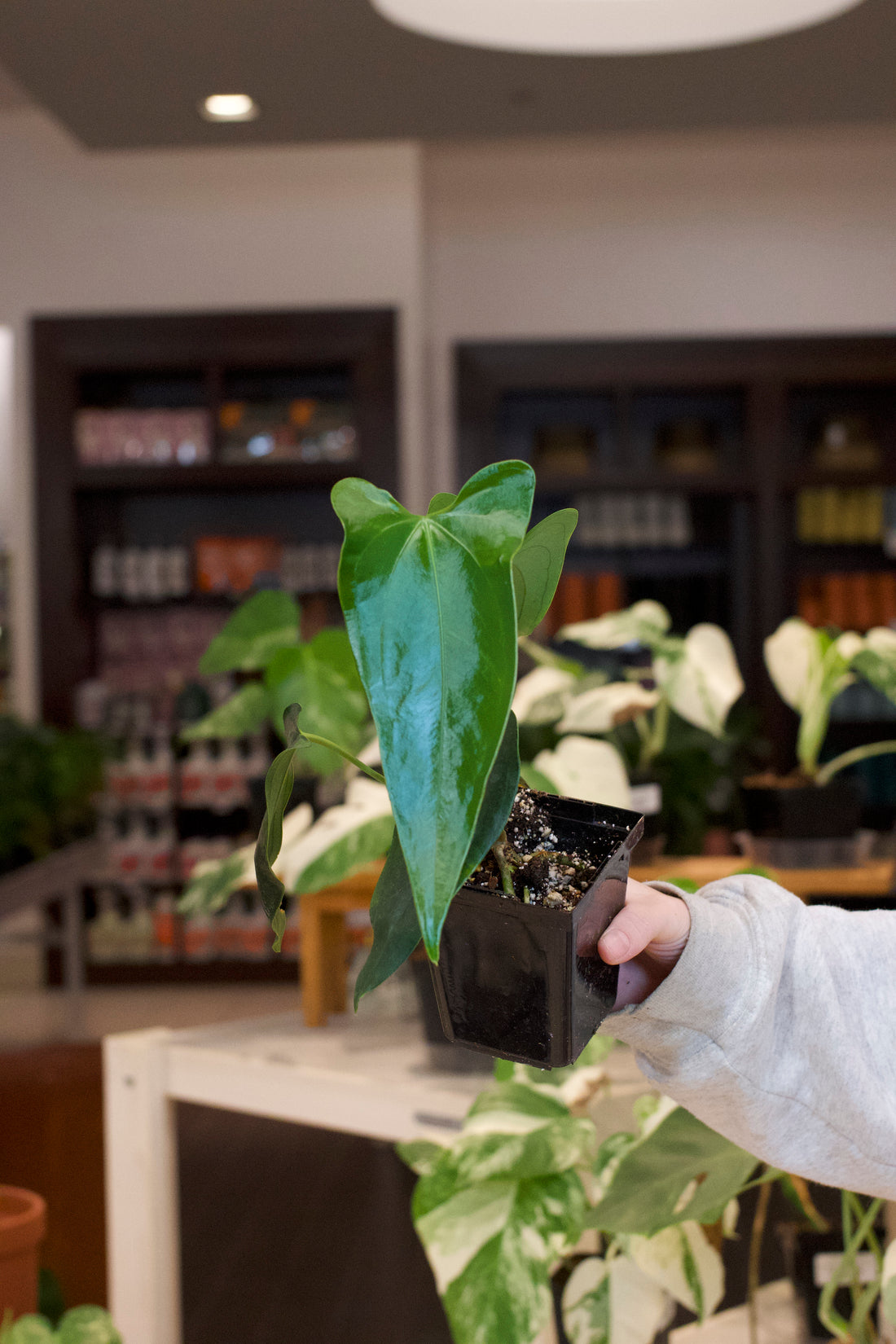 Anthurium (Regale x Magnificum Verde) x Nigrolaminum &