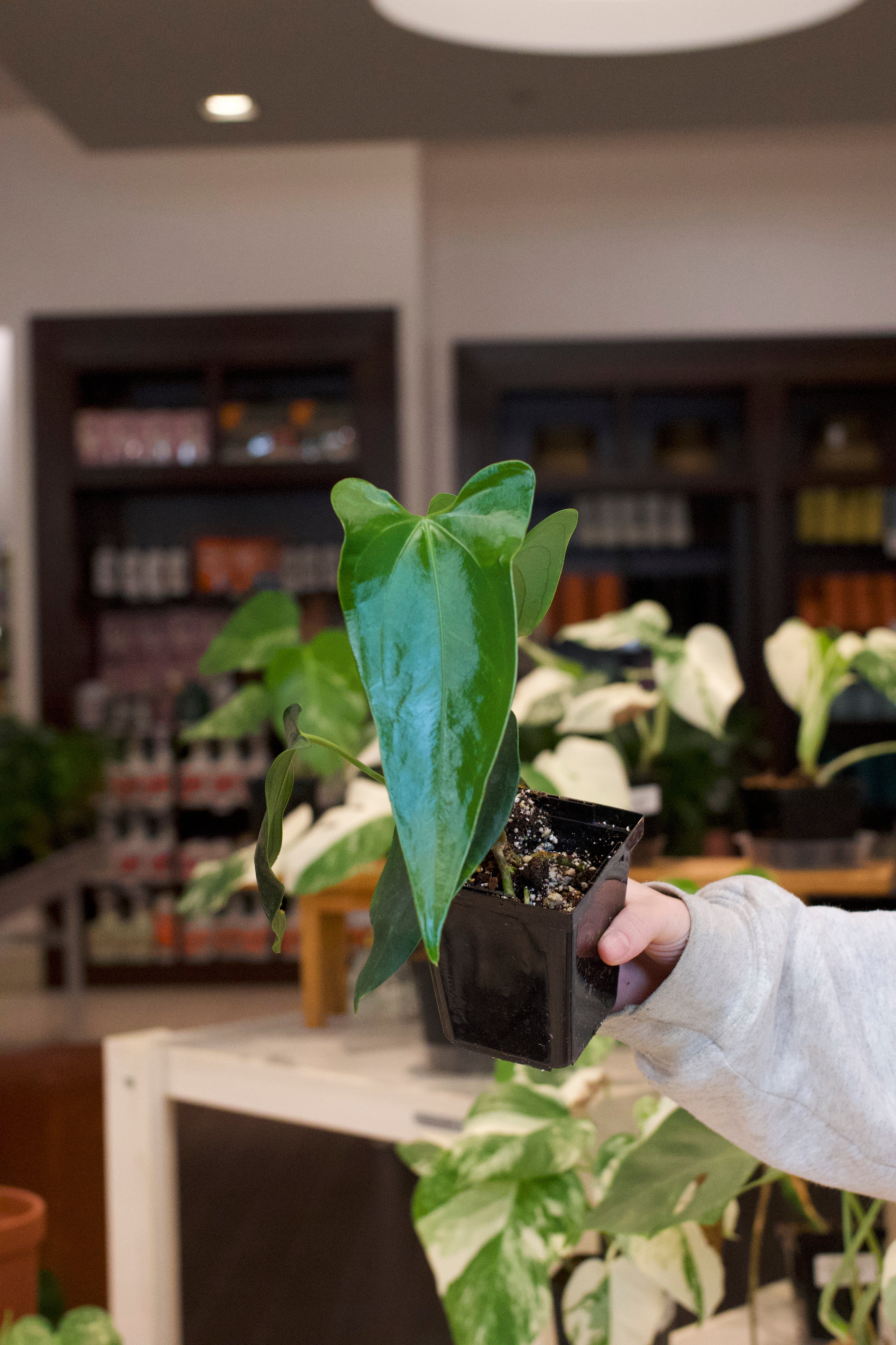 Anthurium (Regale x Magnificum Verde) x Nigrolaminum &