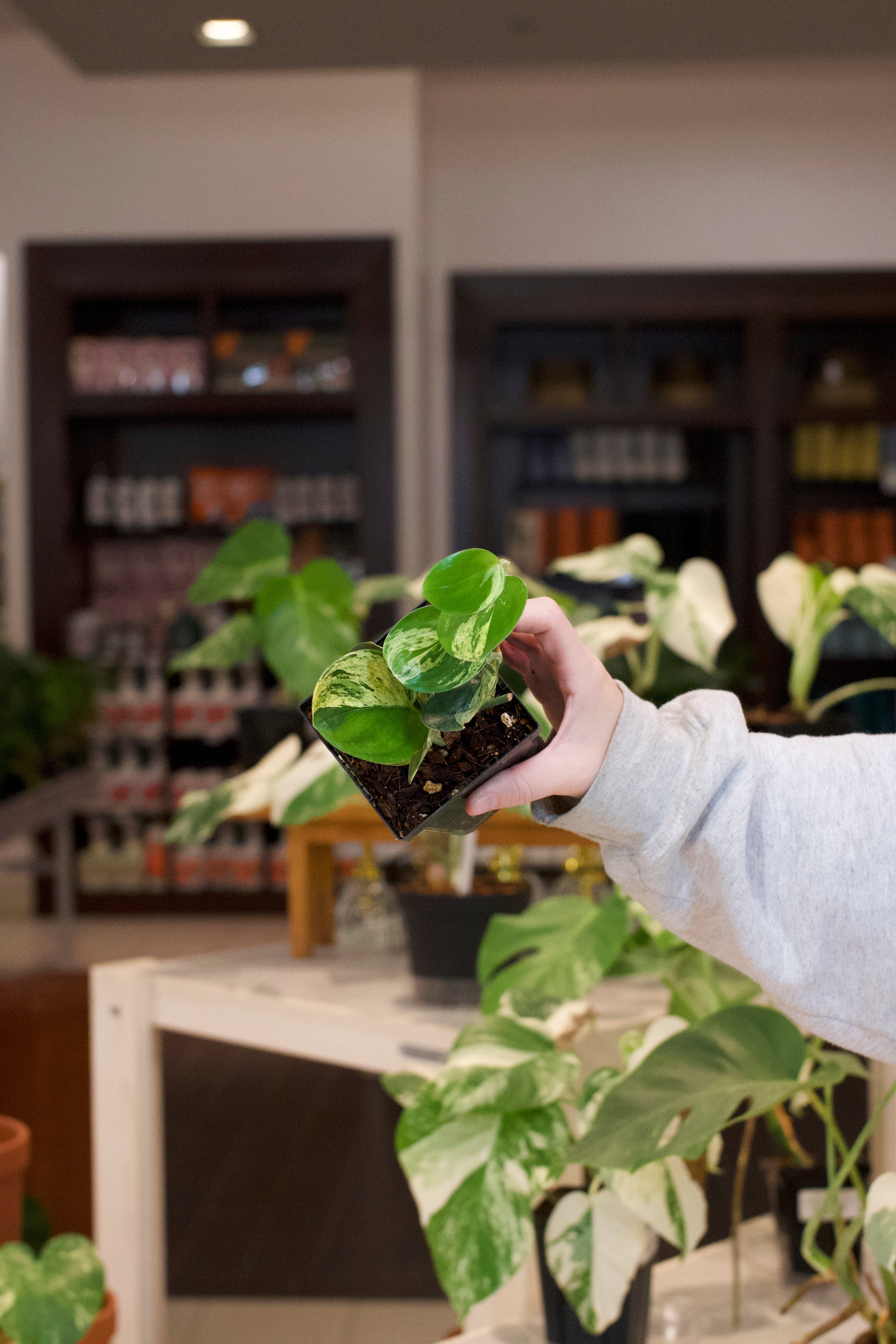 Scindapsus Treubii &