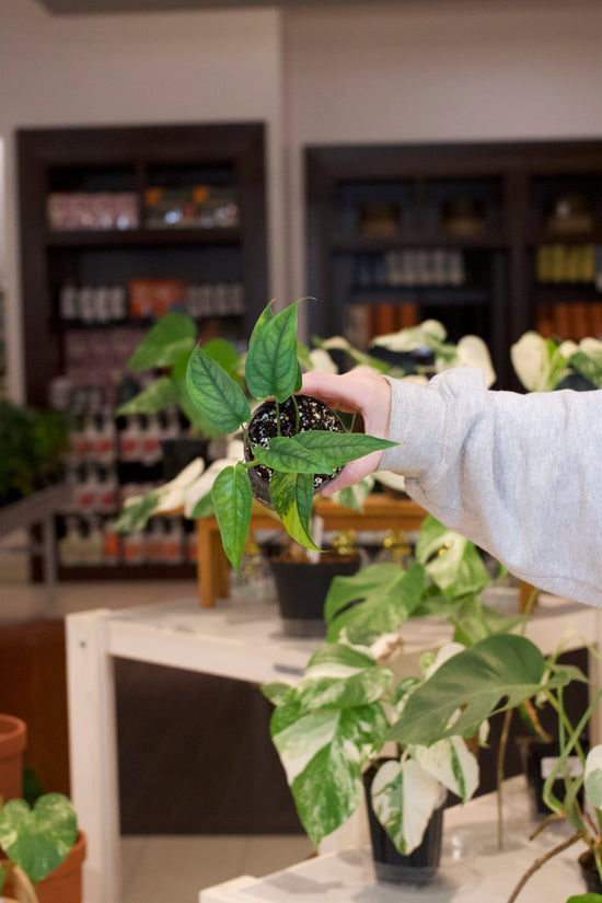 Monstera Siltepecana Variegated
