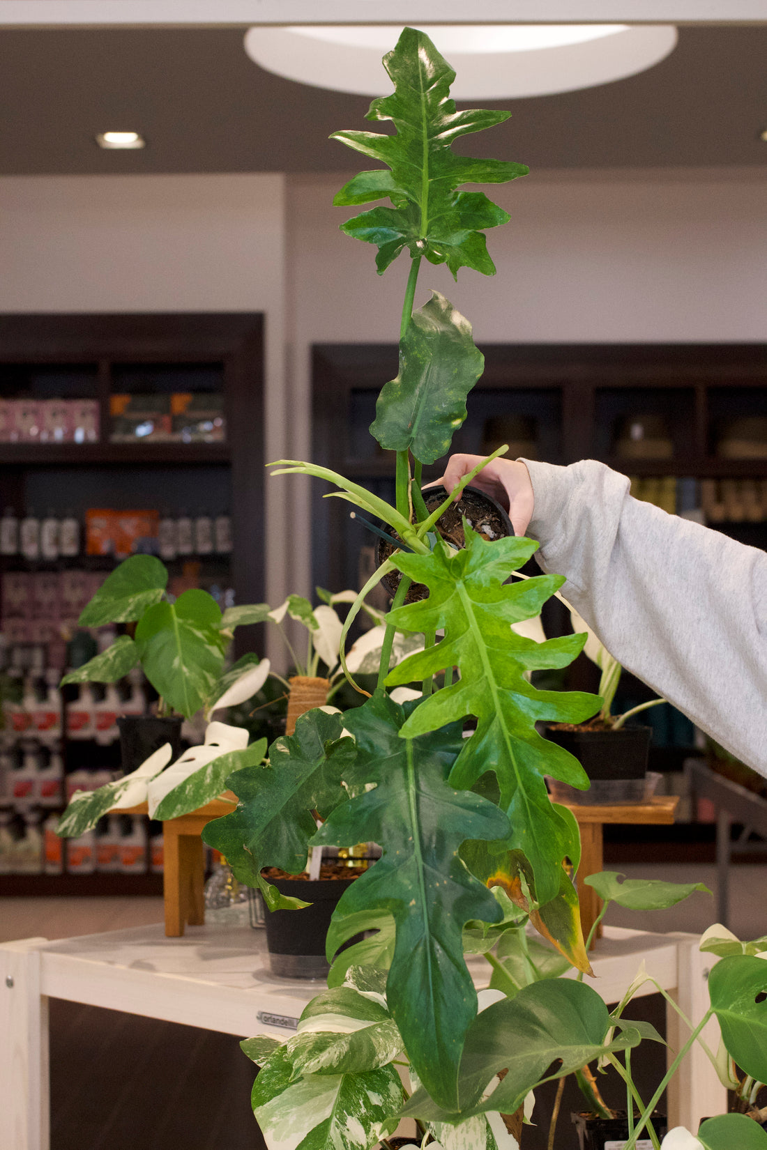 Philodendron Bob Cee Aurea Variegated