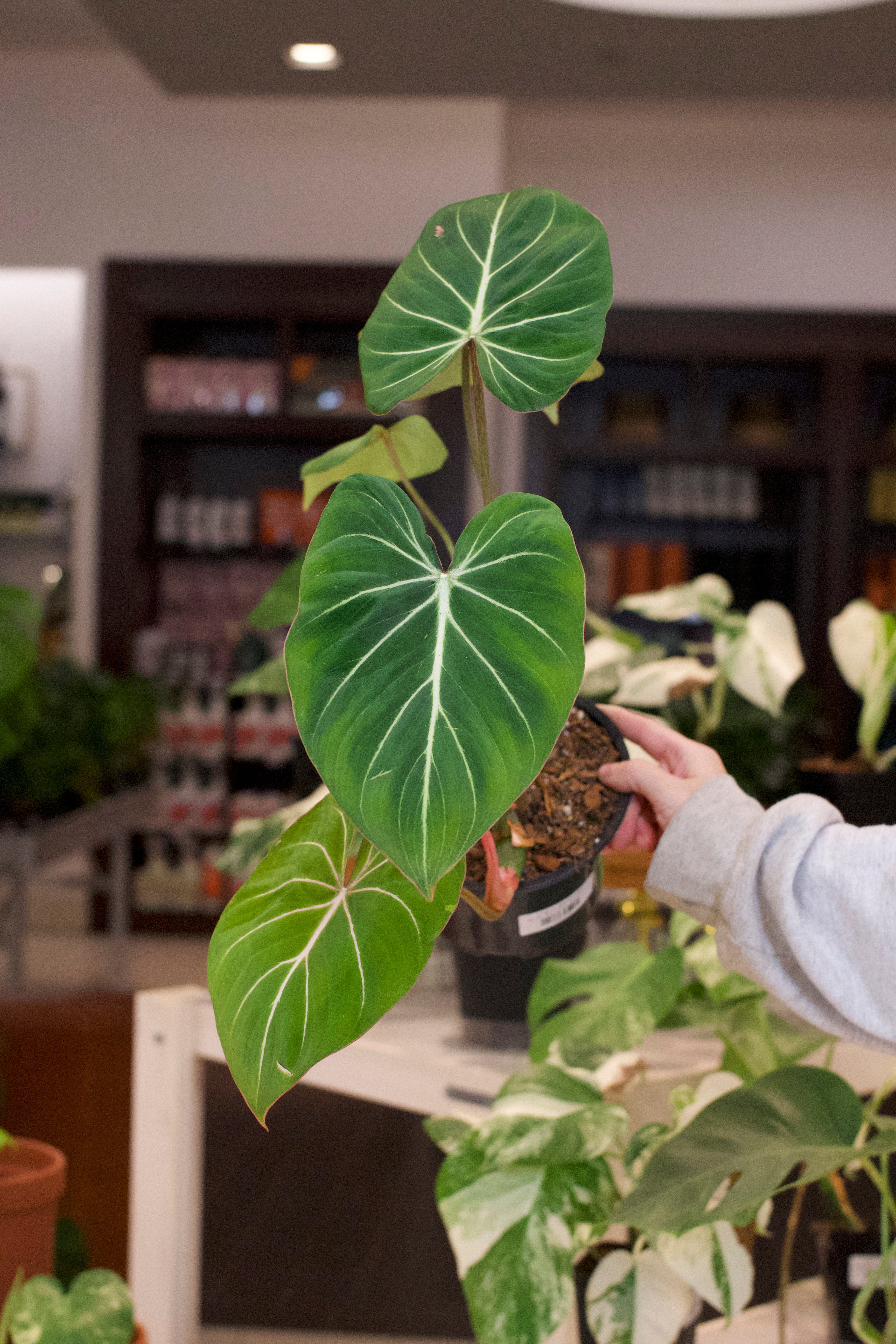 Philodendron Gloriosum – Lost in the Forrest