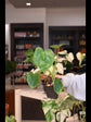 Philodendron Ricardoi