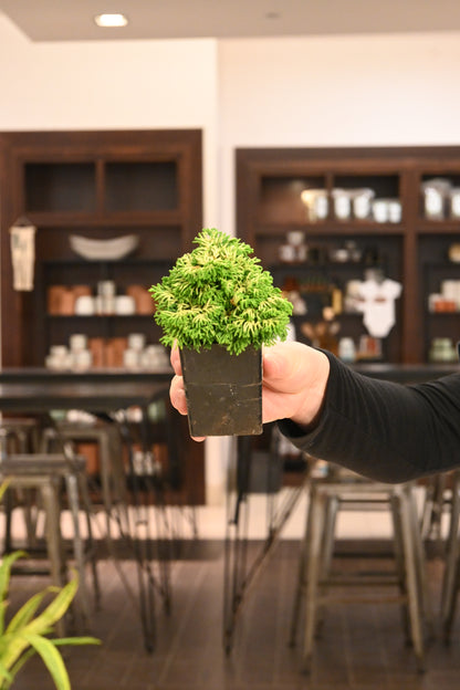 Bonsai Starters