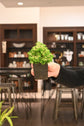 Bonsai Starters