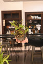 Bonsai Starter 4"