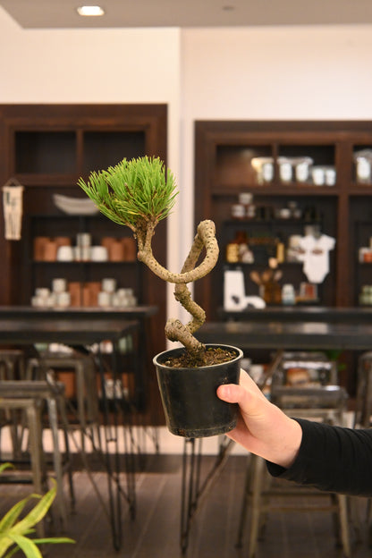 Bonsai Starter 4"