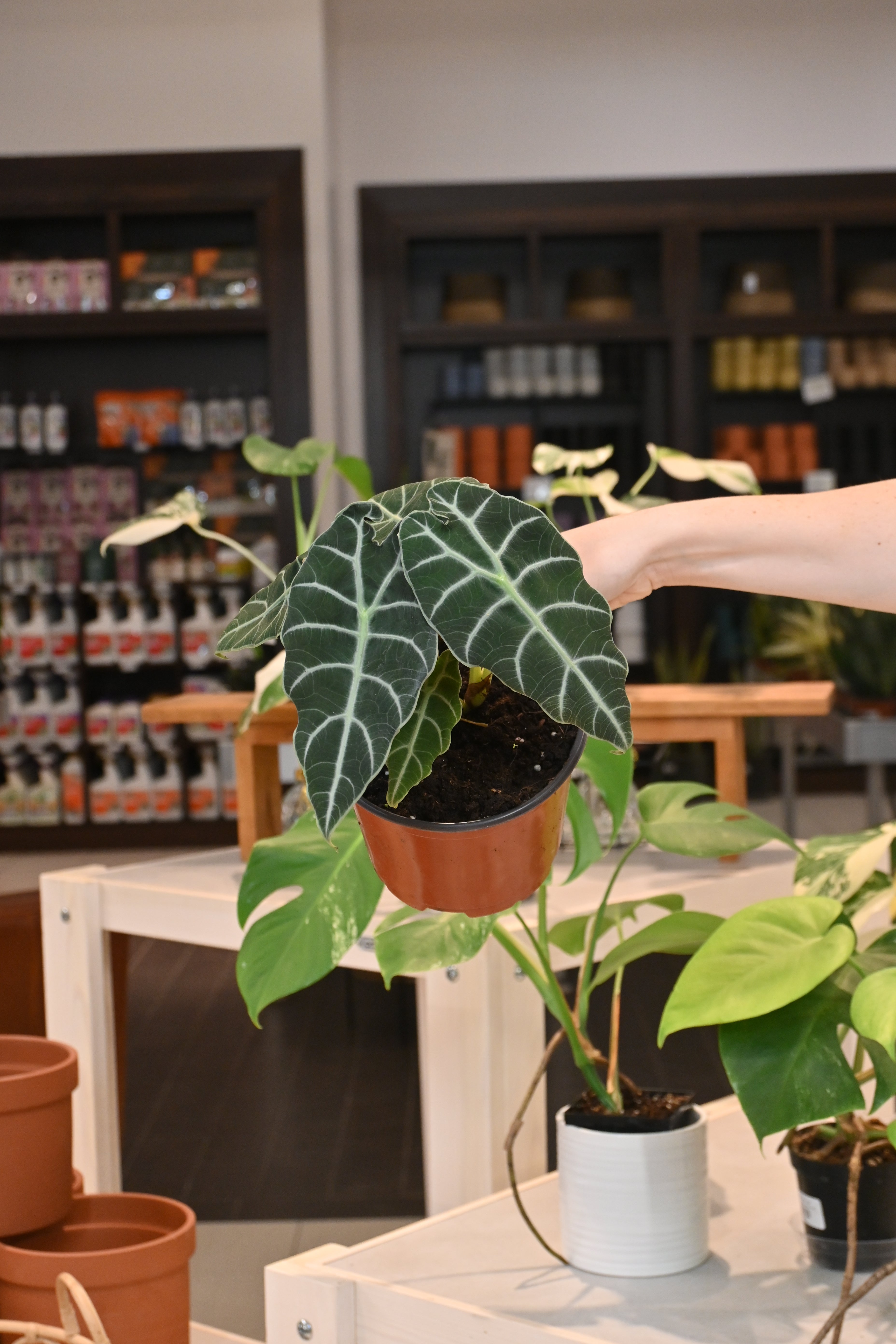 Alocasia Watsoniana – Lost in the Forrest
