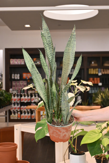Sansevieria Zeylanica