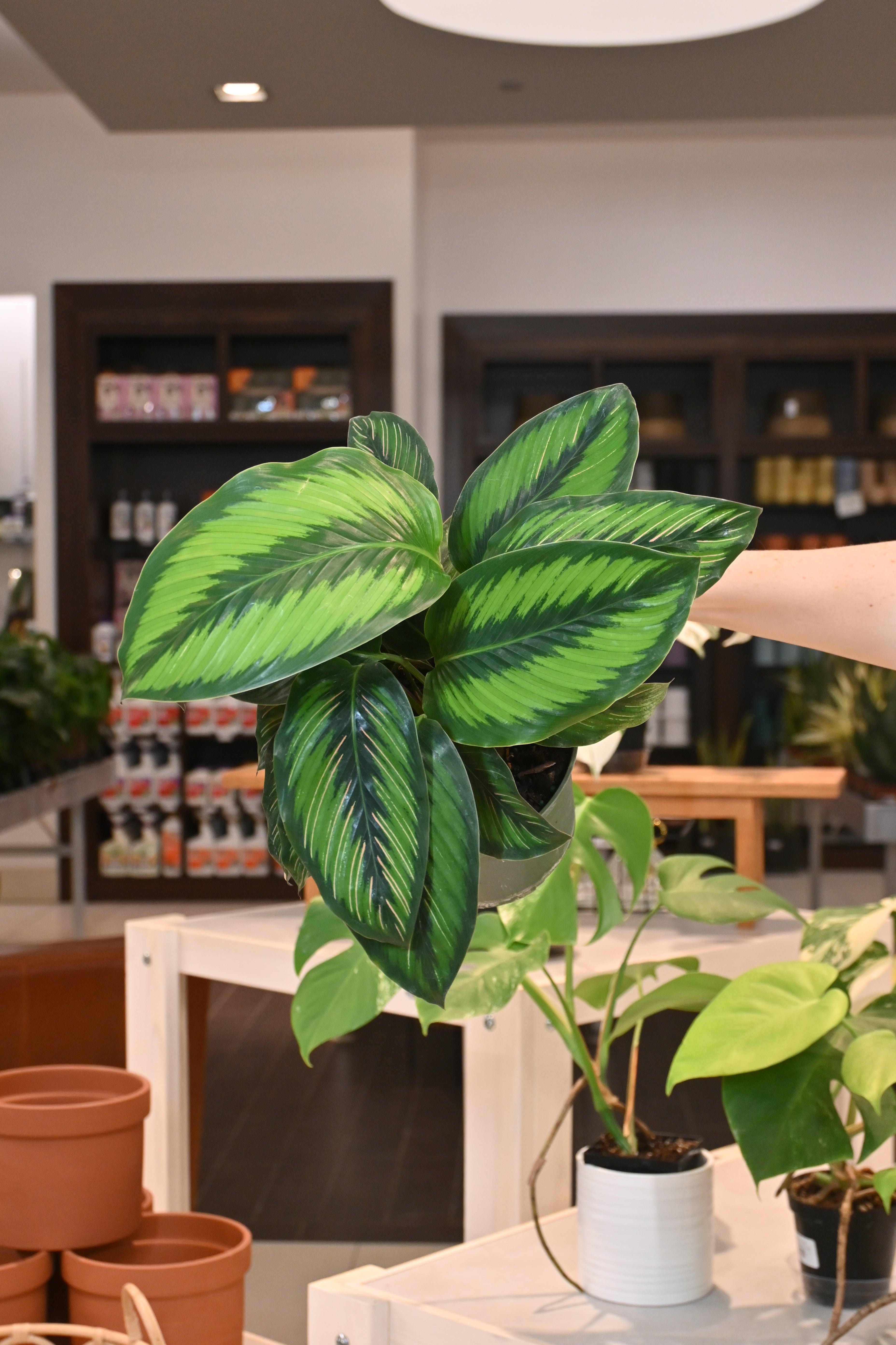 Calathea Beauty Star