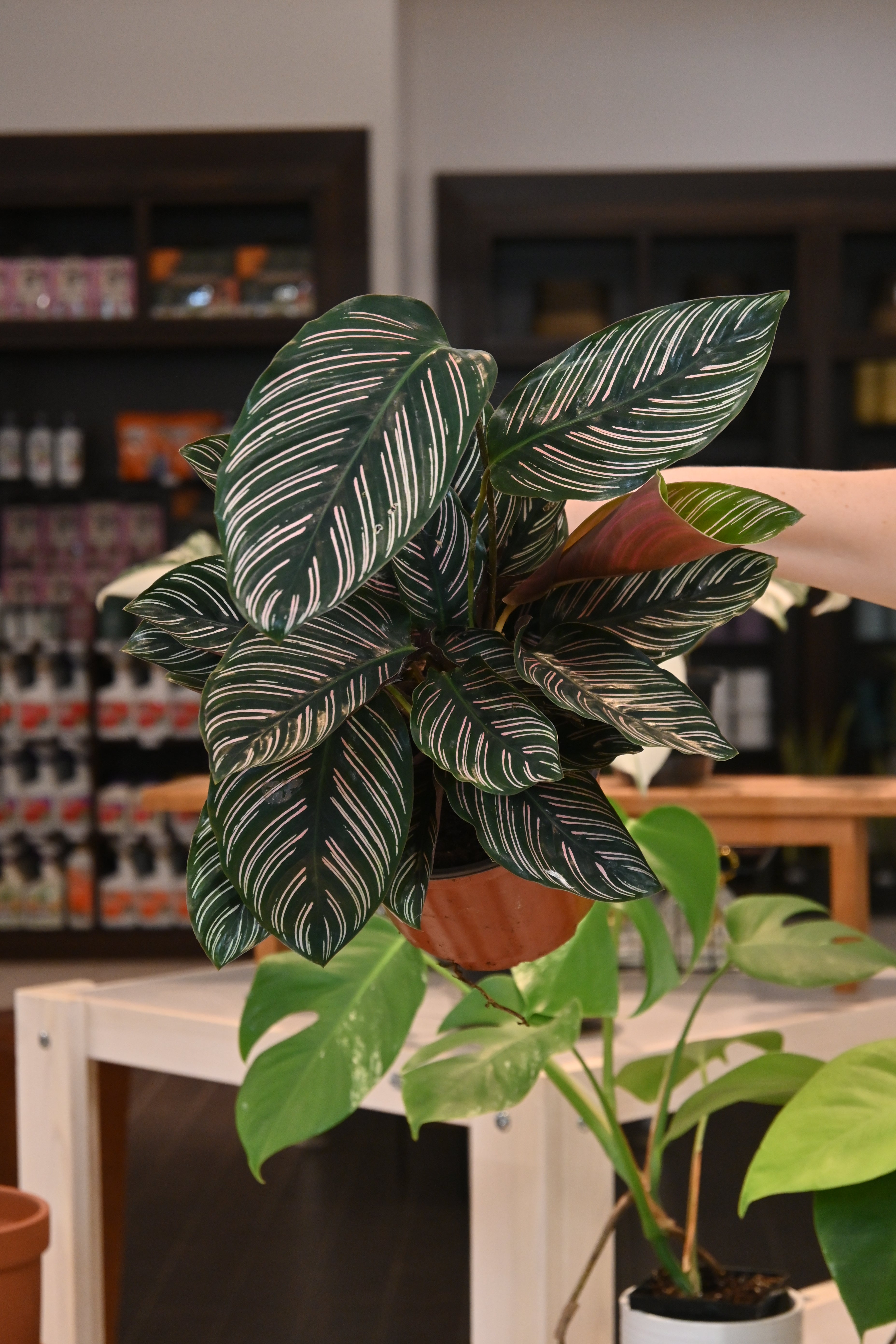 Calathea Ornata
