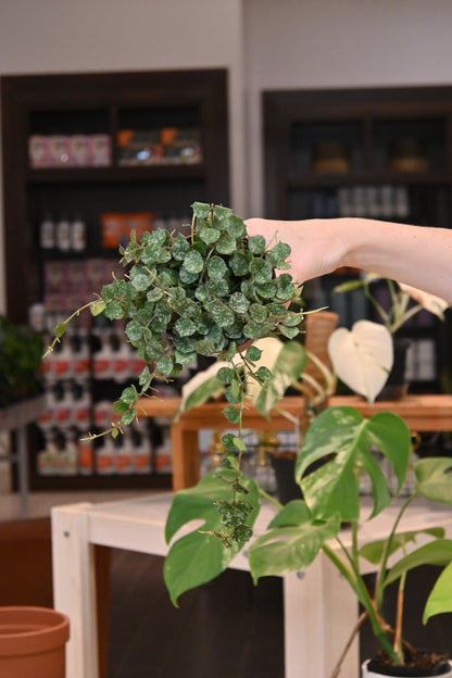Hoya Curtisii
