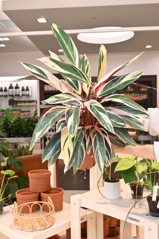 Stromanthe Triostar