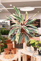 Stromanthe Triostar