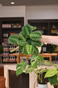 Maranta Black