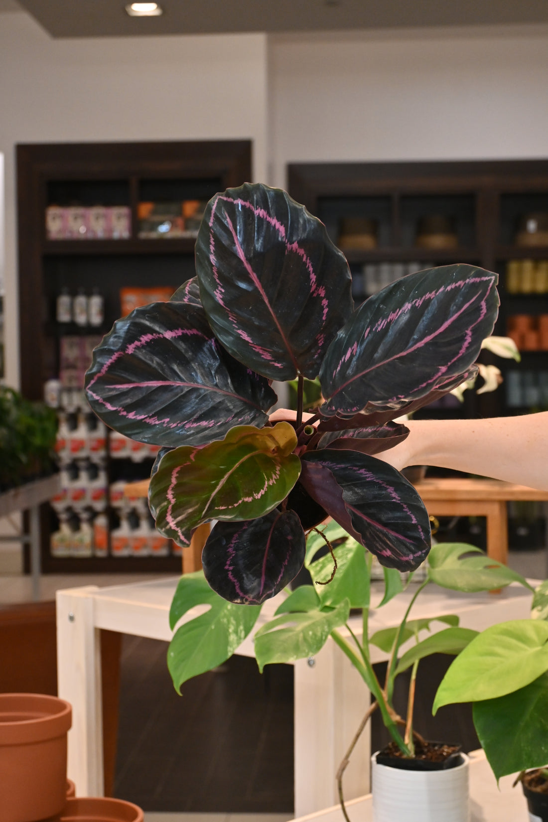 Calathea Dottie