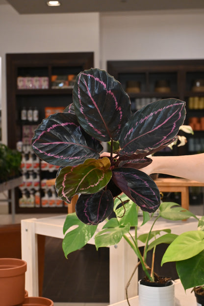 Calathea Dottie