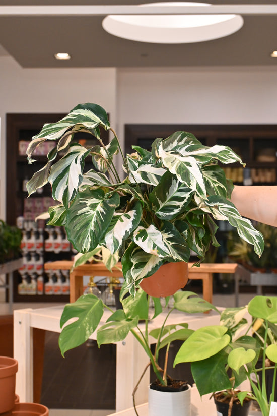 Calathea Stella