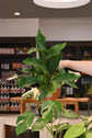 Staghorn &