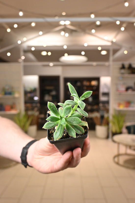 Fuzzy Echeveria