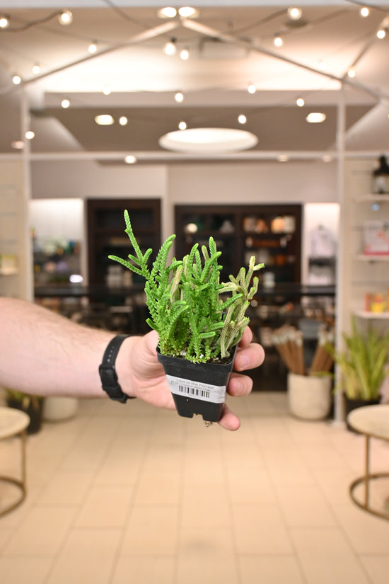 Crassula Watch Chain