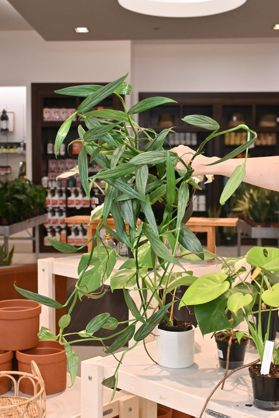 Epipremnum Amplissimum