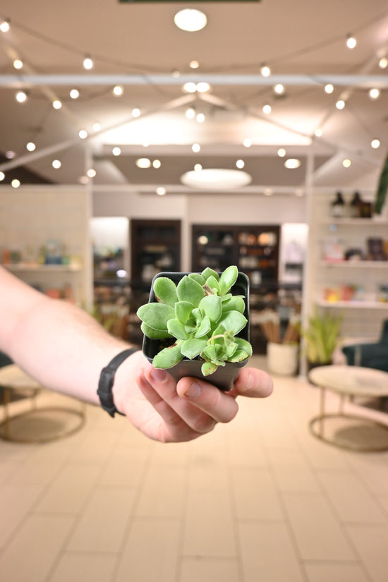 Crassula Orbicularis