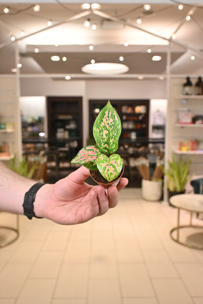 Aglaonema Ruby