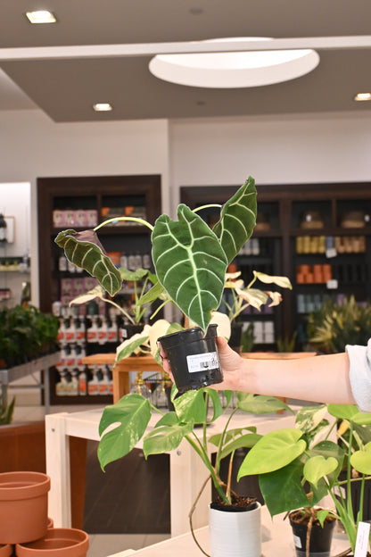 Alocasia Watsoniana