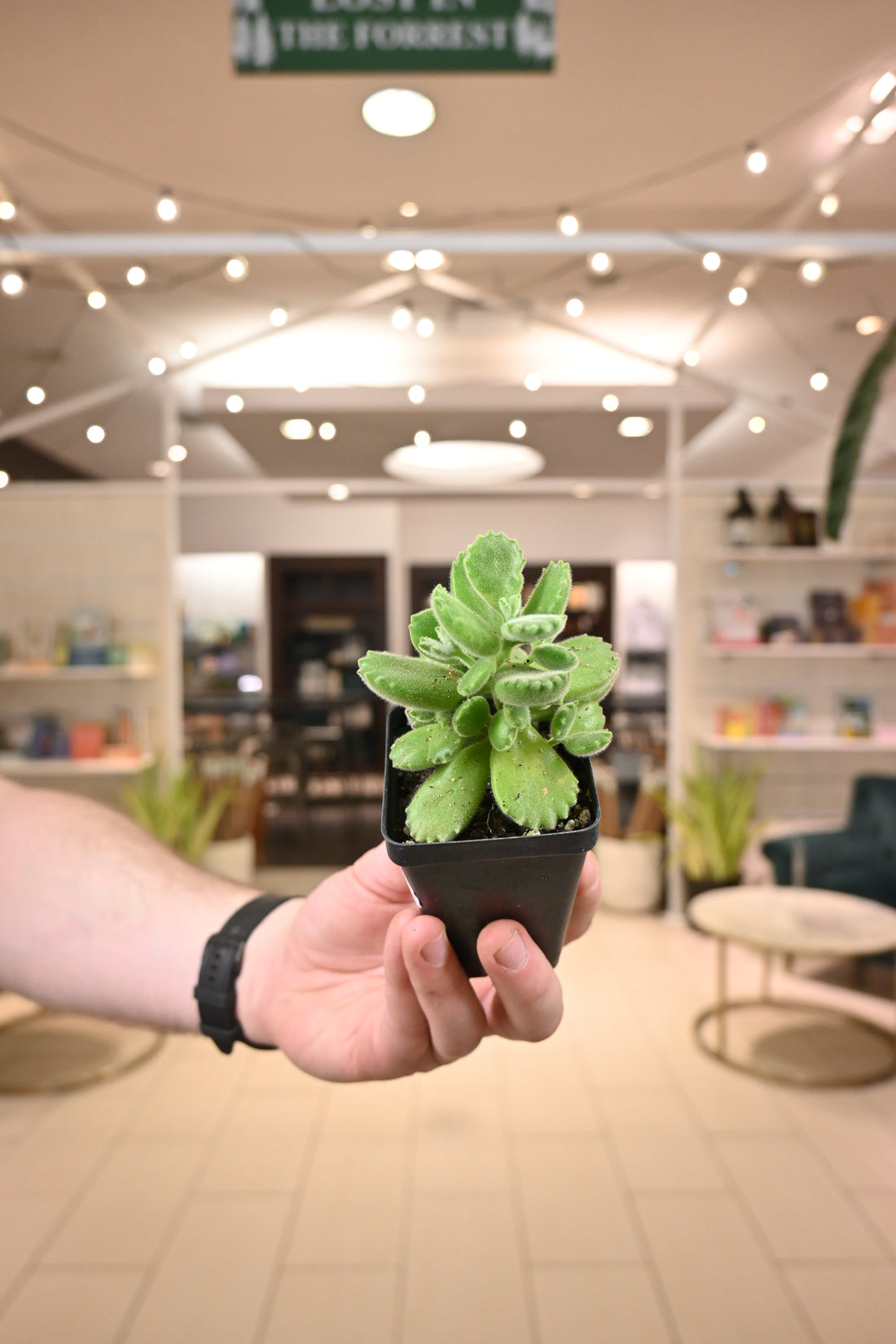 Bear Paw Succulent