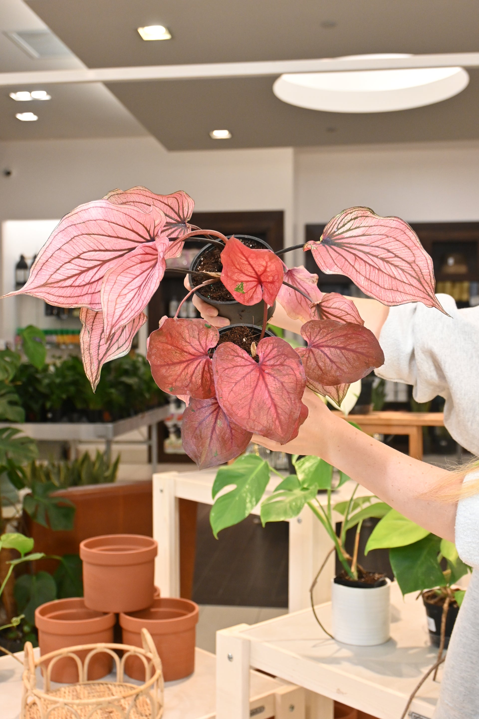 are caladiums indoor plants Caladium Assorted – Lost in the Forrest