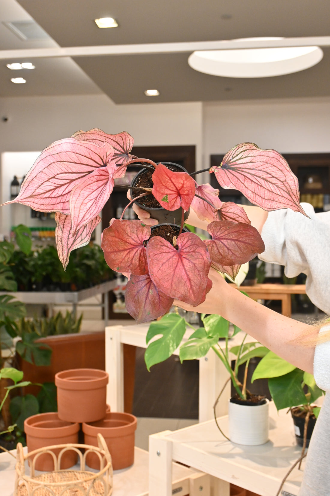 Caladium Assorted