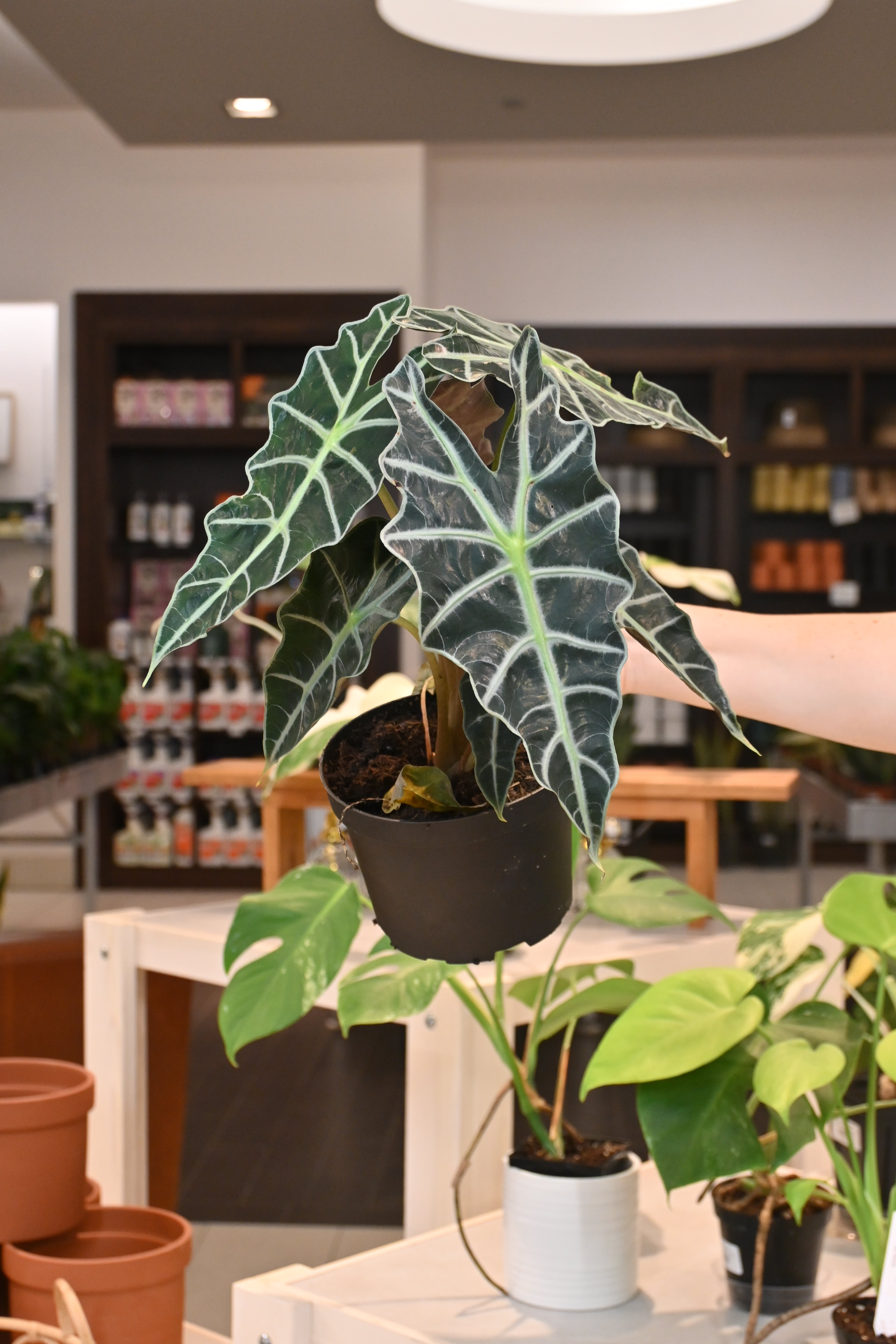 Alocasia Polly