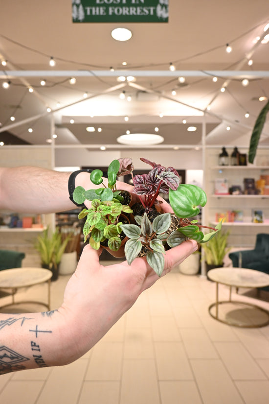 Peperomia Assorted