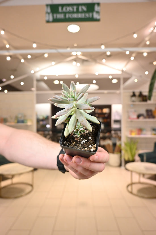 Echeveria Sunshine Darley