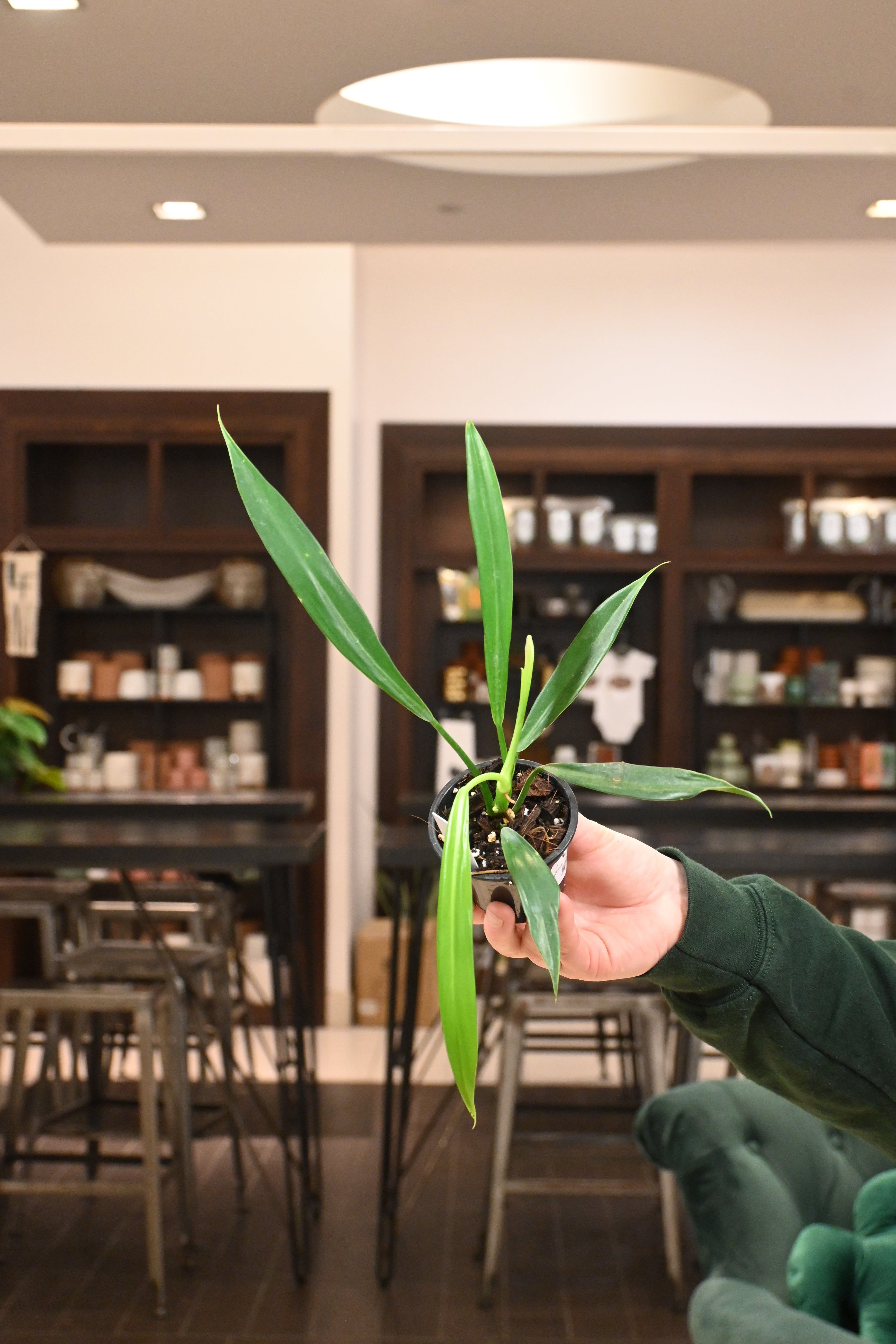 Philodendron Alternans