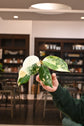Aglaonema &