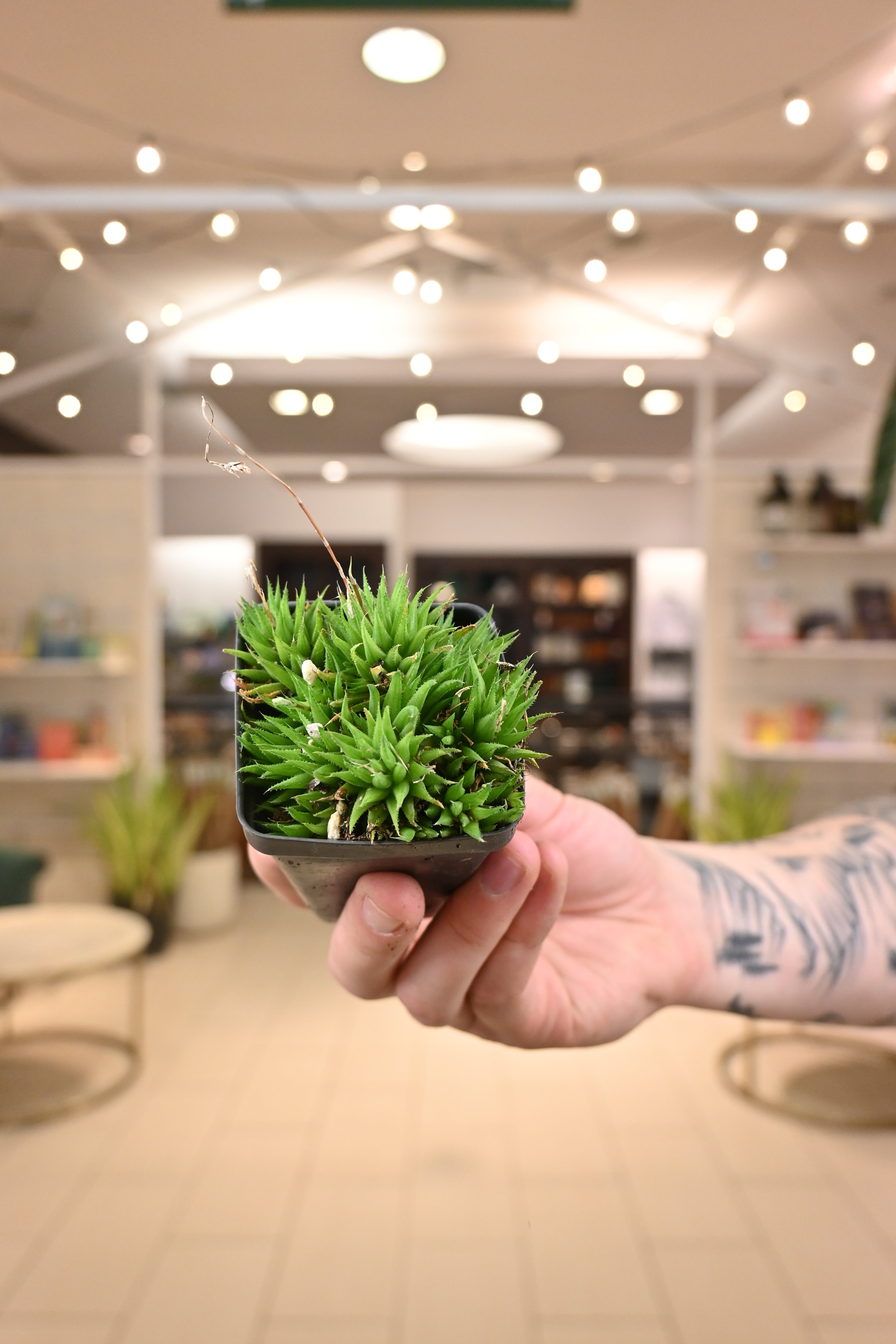 Haworthia NOID