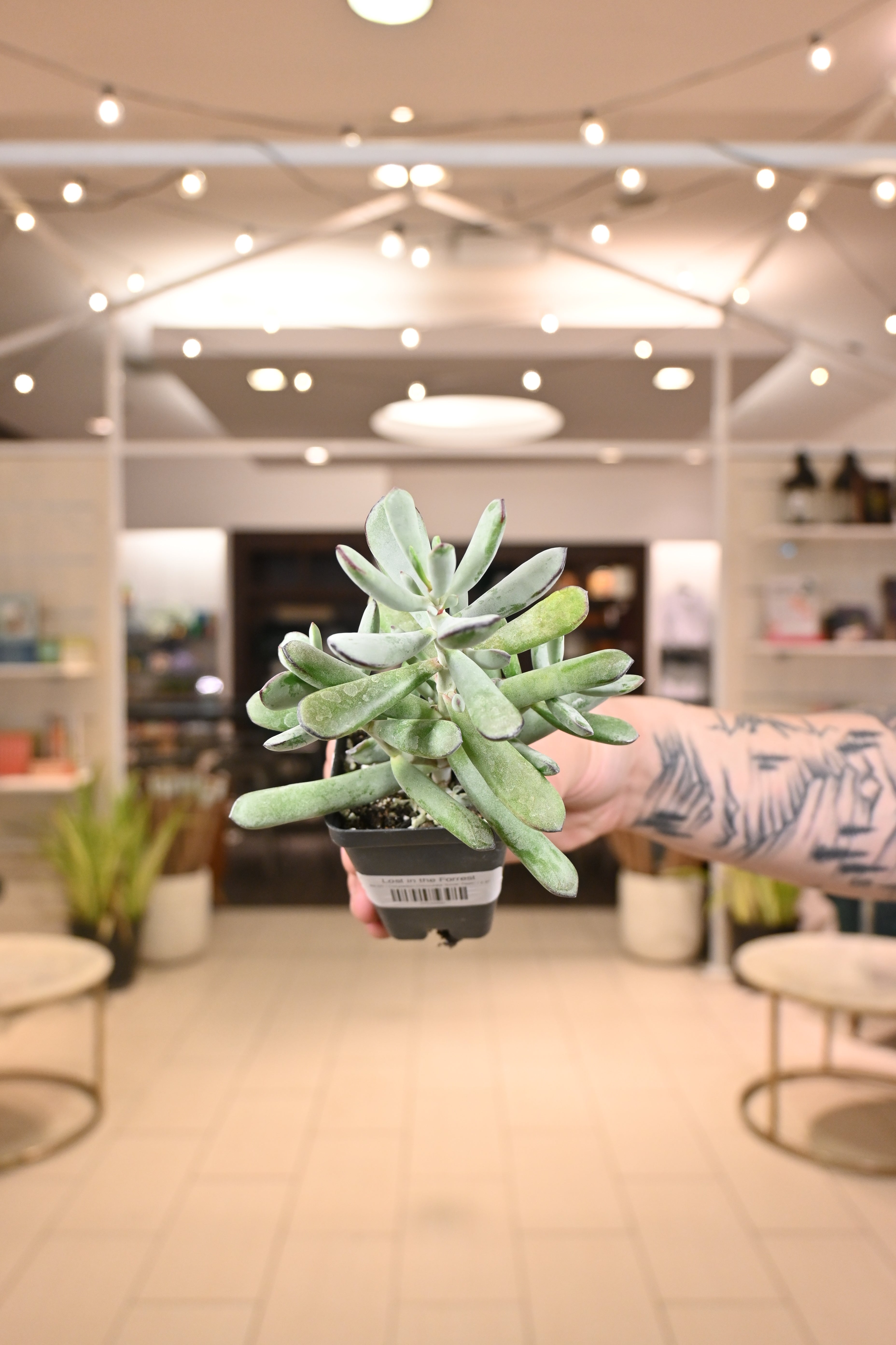 Cotyledon Orbiculata &