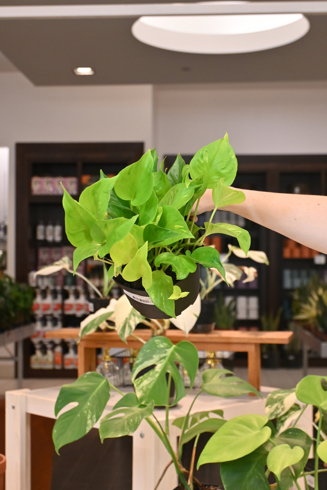 Epipremnum Champs Elysees